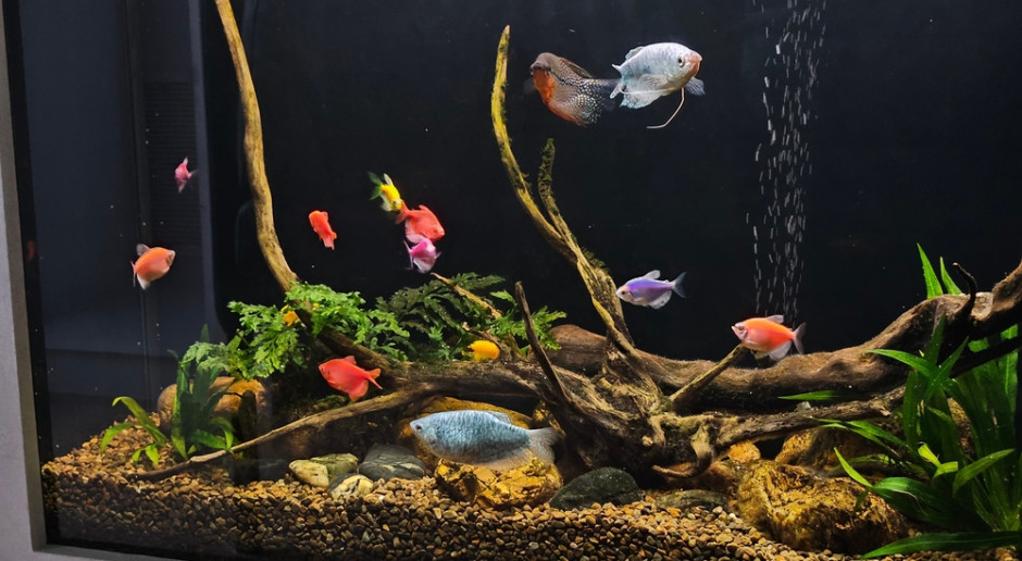 W Polsce mamy ponad 3700 sklepów zoologicznych. Ta liczba jest zatrważająca